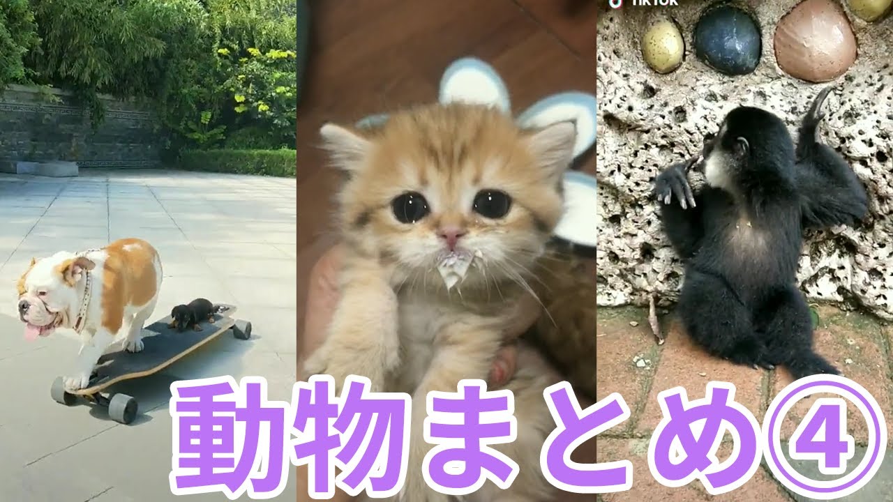 Tiktok 可愛い動物ばかりを集めました 4 Tiktokマガジン